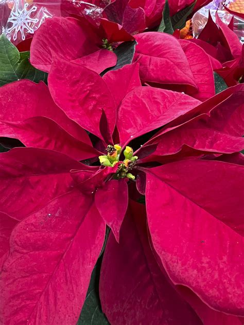 Not so fast: You could toss your poinsettias, or help them ‘bloom’ again next year